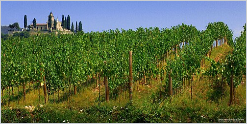 Wikipedia's Franciacorta article showing a photo of neat rows of vines climbing a hillside vineyard, with a hilltop chapel visible in the distance