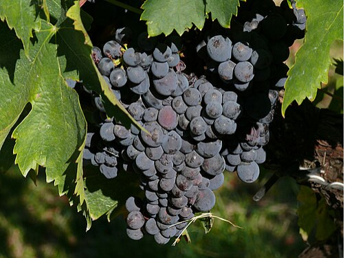 Wikipedia's Sagrantino article showing a photo of dark Sagrantino grape clusters hanging among green leaves