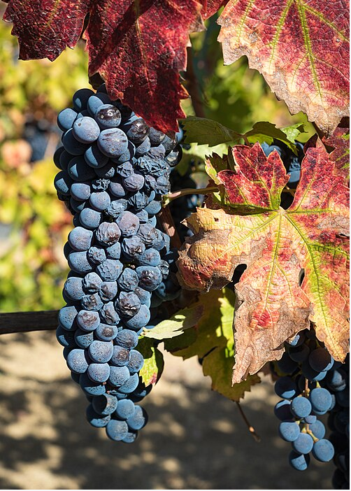 Wikipedia's Primitivo article showing a photo of dark blue-black Primitivo grape clusters on the vine