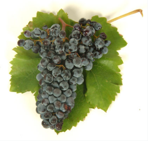 Wikipedia's Nero d'Avola article showing a photo of a cluster of dark purple Nero d'Avola grapes with green leaves