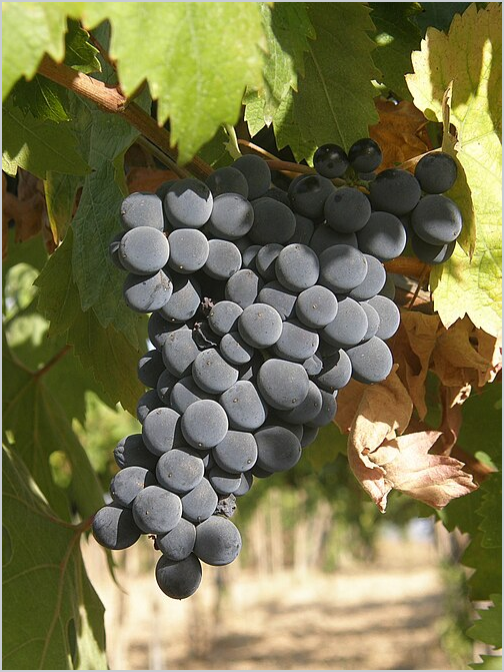 Wikipedia's Montepulciano d'Abruzzo article showing a photo of dark purple Montepulciano grape clusters on the vine