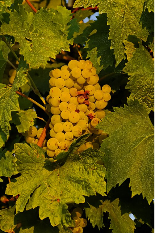 Wikipedia's Verdicchio article showing a photo of a cluster of pale yellow-green Verdicchio grapes still on the vine