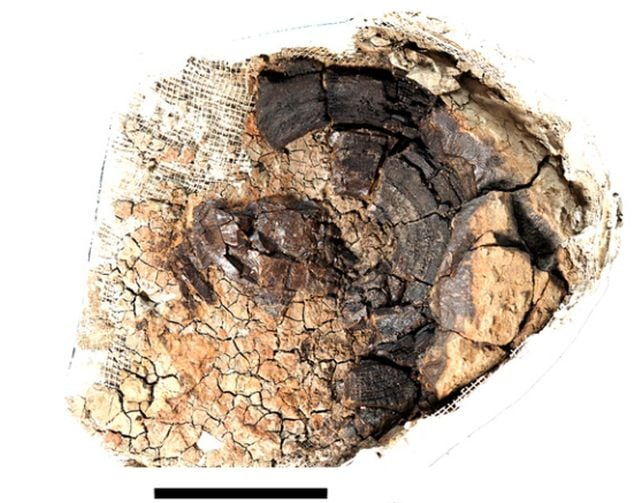 Close-up photo of the rediscovered 11-million-year-old Otodus megalodon vertebra, the largest known vertebra of any Megalodon specimen