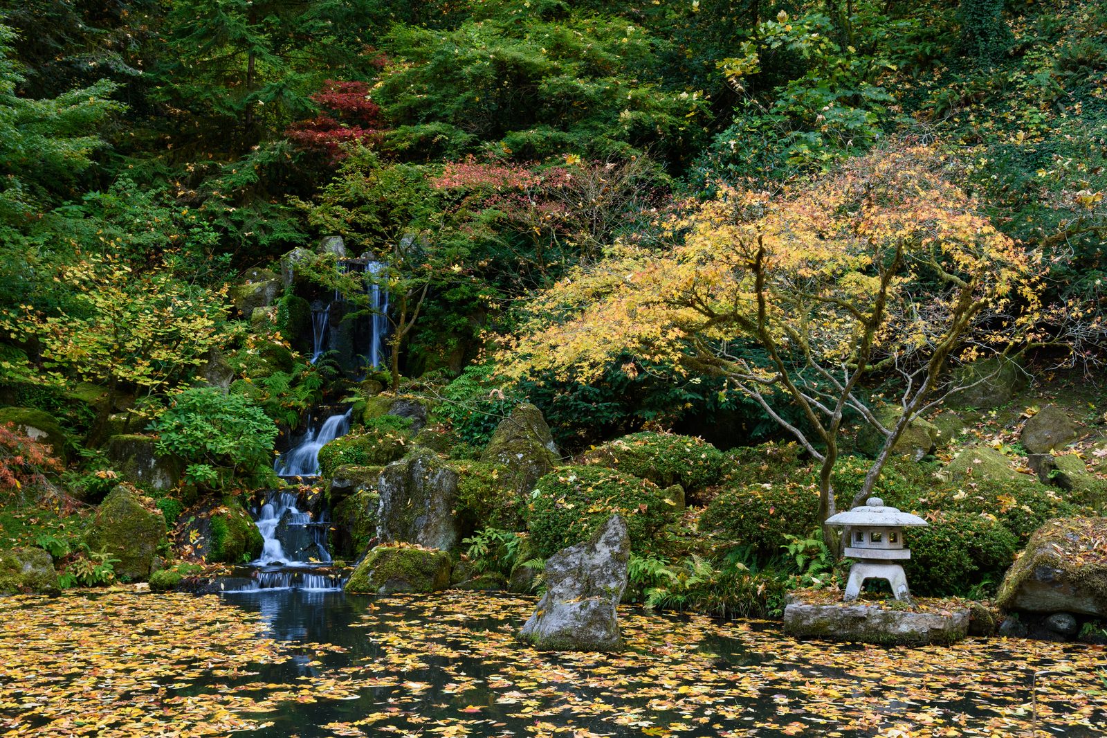 A tiered stone waterfall flowing into a koi pond surrounded by red and yellow autumn maple foliage and a traditional stone lantern at the Portland Japanese Garden