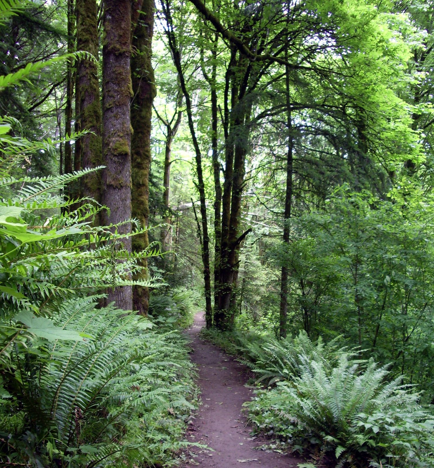 A narrow dirt hiking trail winding through a dense, fern-covered forest of tall trees in Forest Park, Portland's urban forest reserve