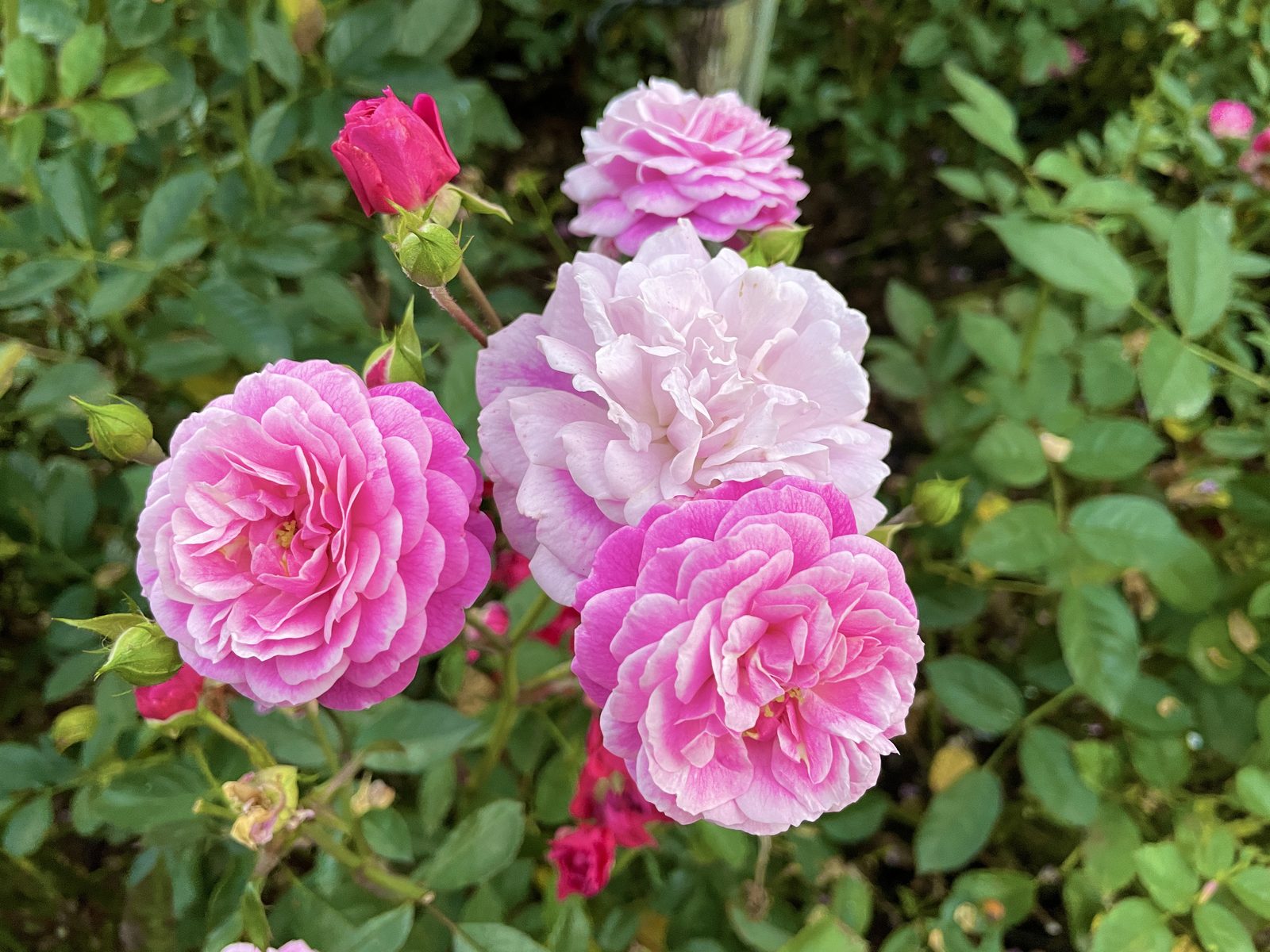 A close-up of pink and white rose blossoms in full bloom at the International Rose Test Garden in Portland's Washington Park