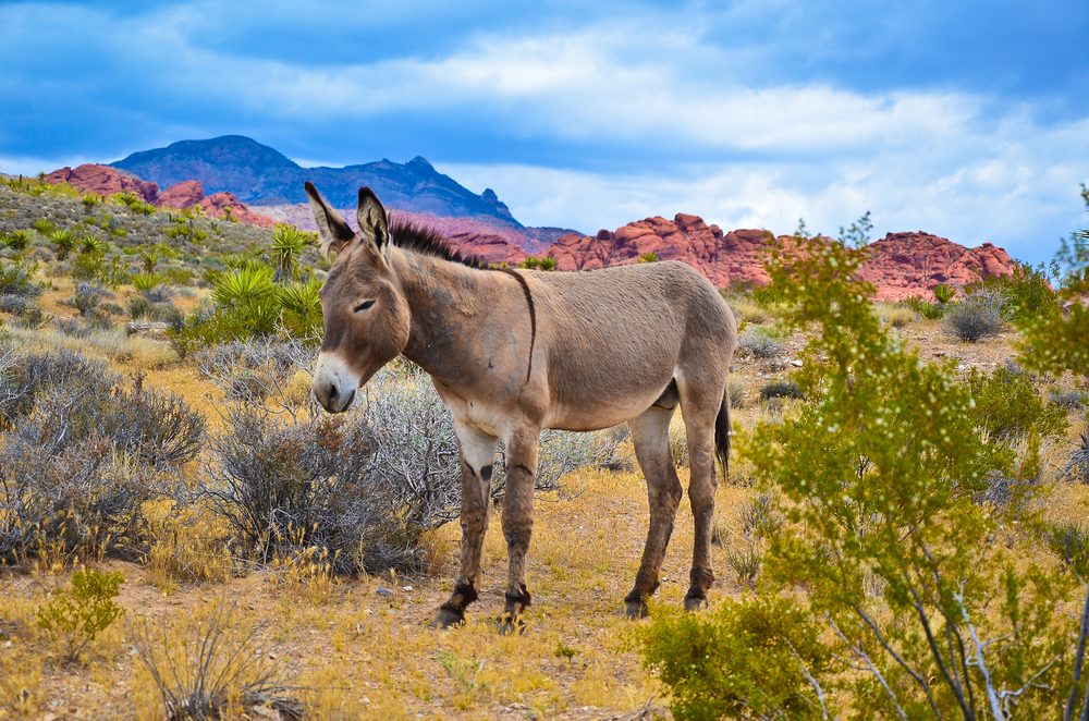 A wild burro standing among desert scrub at Red Rock Canyon National Conservation Area