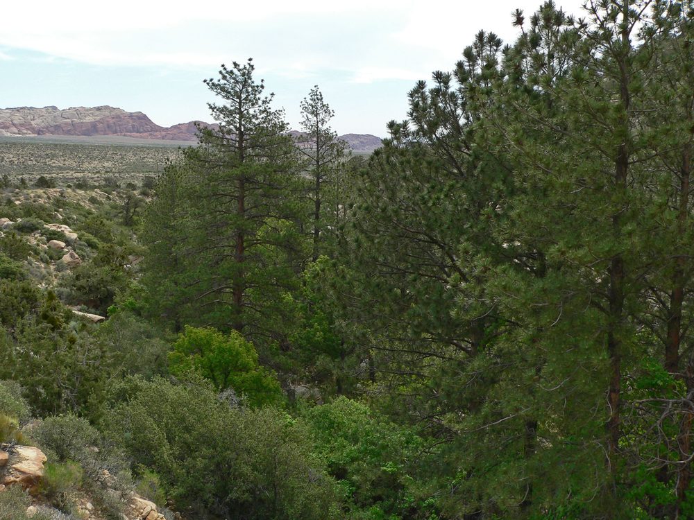 The narrow, shaded Ice Box Canyon trail at Red Rock Canyon, lined with pine trees and riparian vegetation between tall sandstone walls