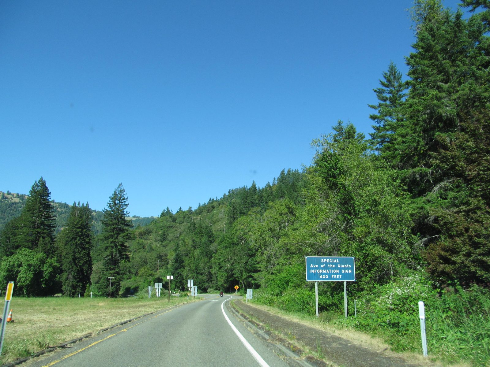 Tall coast redwood trees along the Avenue of the Giants scenic highway in Humboldt Redwoods State Park, California